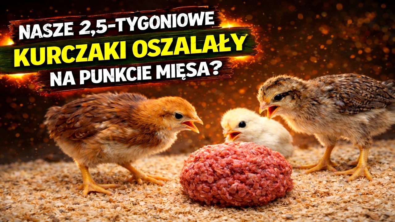 Nasze kurczaki uwielbiają mięso
