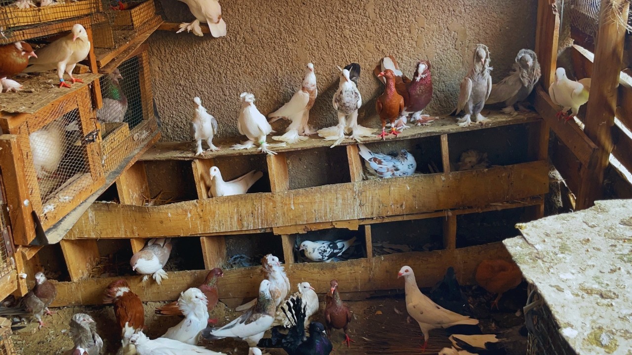 How to Feed hundreds of Pigeons Relaxing Morning Routine