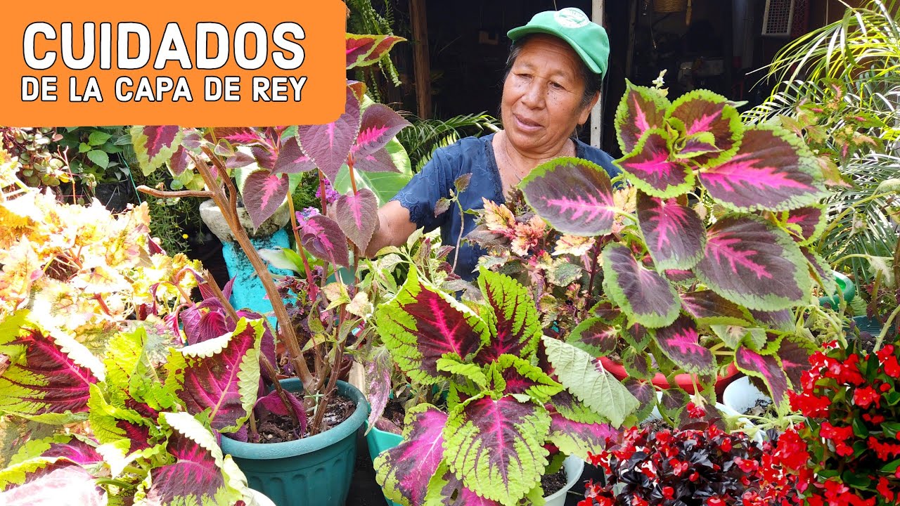 COMO Cuidar Coleus Cretona / COMO CUIDAR MIS PLANTAS CAPAS DE REY / Reproduce facil tus capas de rey