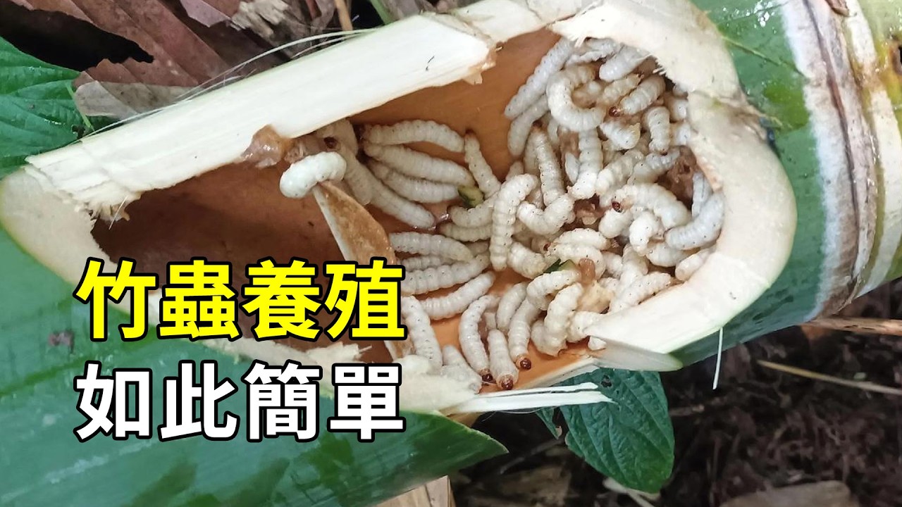 竹子的秘密，種植過程和竹蟲養殖大開眼界