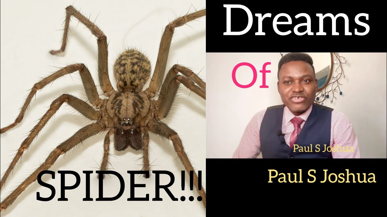DO YOU SEE SPIDER IN UR DREAM? WATCH THIS. Paul S Joshua