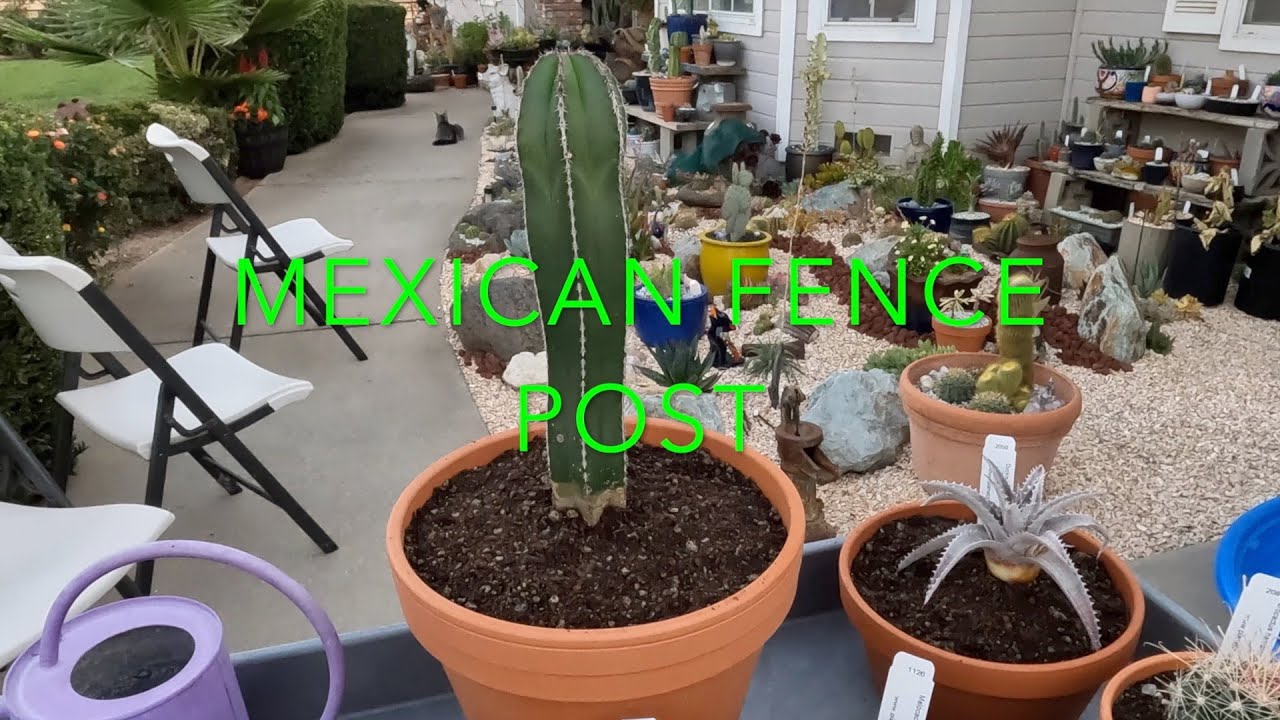 planet desert unboxing 2