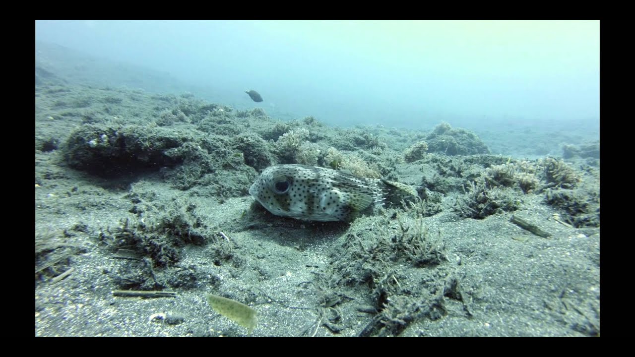 Requin Bouledogue à l'île de la Réunion
