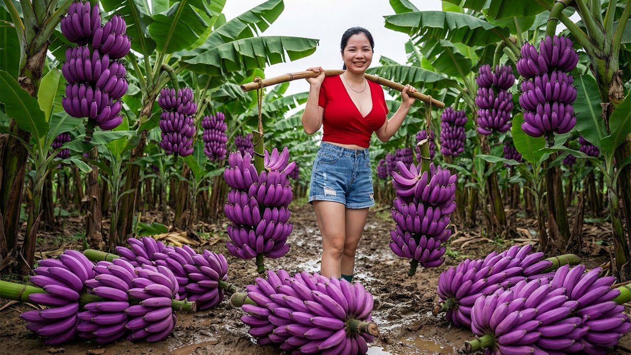 TIMELAPSE - Harvesting 1000+ RARE Exotic Purple Bananas on The Farm Goes To Market Sell