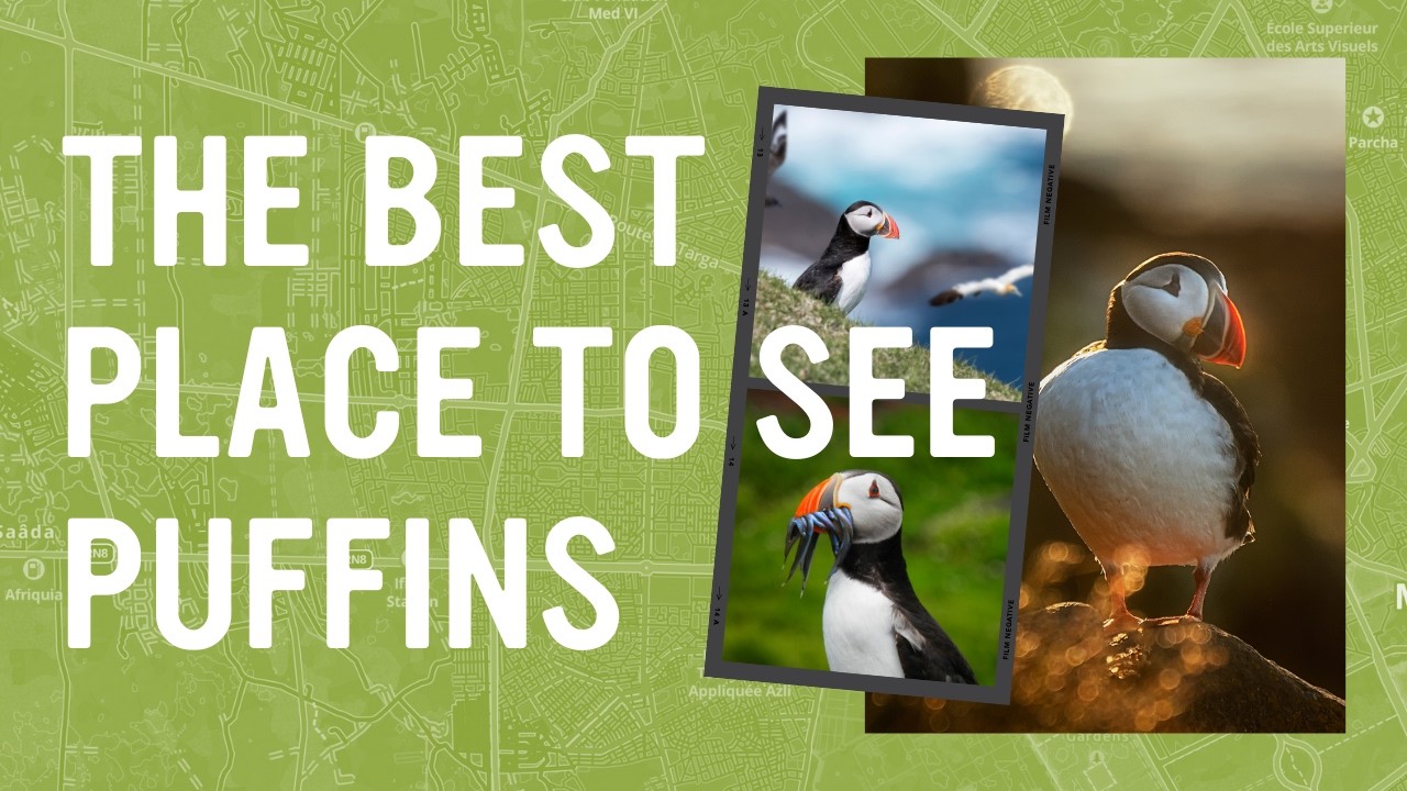 THE BEST PLACE TO SEE PUFFINS | Saltee Islands, Ireland