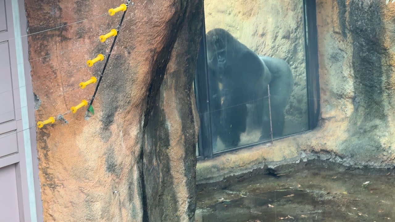 gorilla 目隠しシートが剥がされ隣のゴリラが気になるハオコ【2026年‎1月24-28日】【上野動物園】ゴリラ💗