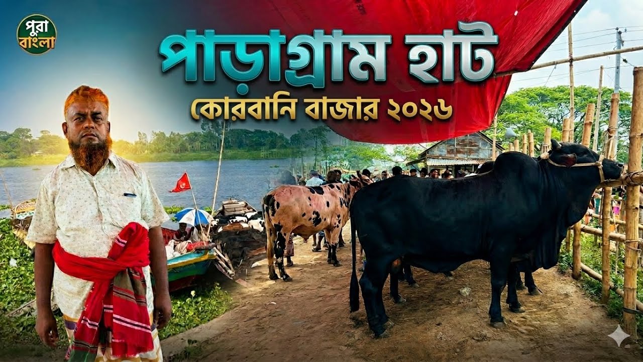 পাহাড়ের মতো গরু সিঙ্গাইরের পাড়াগ্রাম হাটে! | Qurbani 2026 Cow Market Update | Live Cow Price