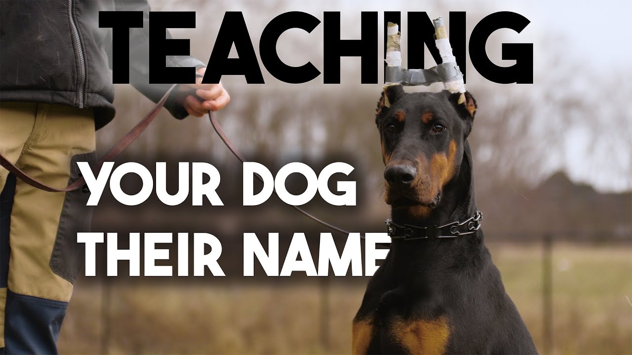 How to teach your dog his NAME or CHANGE his name!