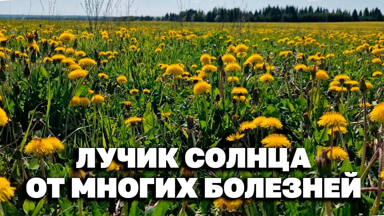 ИСЦЕЛИТ ОДУВАНЧИК СОХРАНИТ ЗДОРОВЬЕ КАК ЗАГОТОВИТЬ С ПОЛЬЗОЙ ПРИМЕНЕНИЕ @natureMarusya