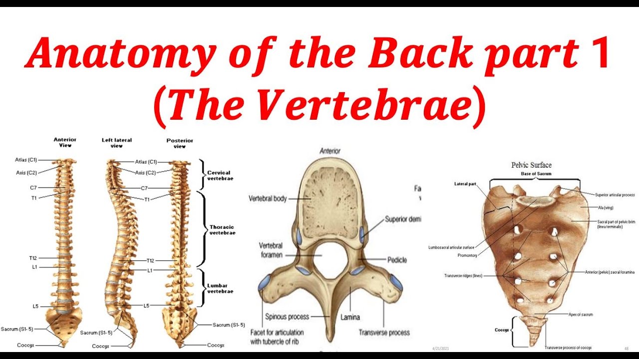 𝑨𝒏𝒂𝒕𝒐𝒎𝒚 𝒐𝒇 𝒕𝒉𝒆 𝑩𝒂𝒄𝒌 𝒑𝒂𝒓𝒕 1 (𝑻𝒉𝒆 𝑽𝒆𝒓𝒕𝒆𝒃𝒓𝒂𝒆) | Recorded Lecture Video for Medical students
