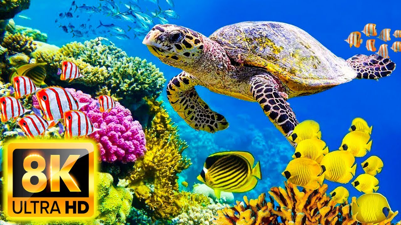 The Ocean 8K VIDEO ULTRA HD - Beautiful Coral Reef Fish 🐠 Relax Music & Meditation Music - Video 8K