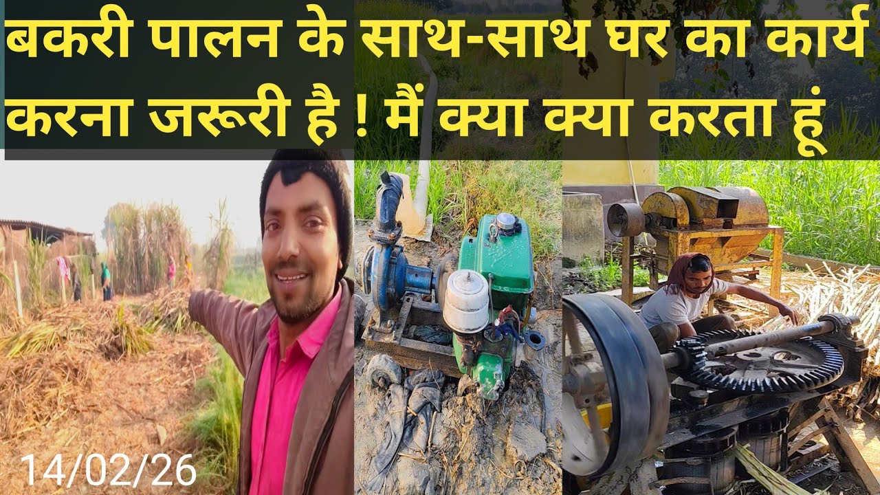 बकरी पालन के साथ-साथ घर का कार्य करना जरूरी है ! Pihu goat farms Jaunpur#goatfarming #boergoat #Sach