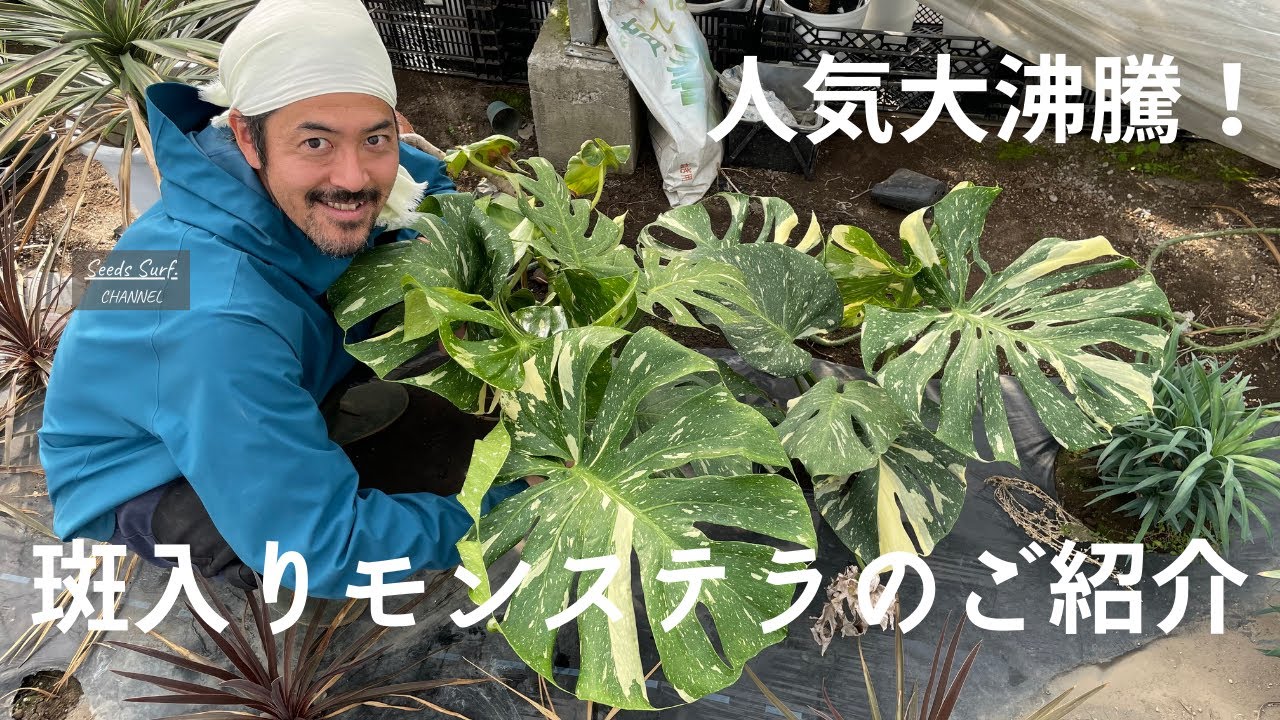【もはや高級品！】斑入りモンステラ・育て方などをご紹介します♪