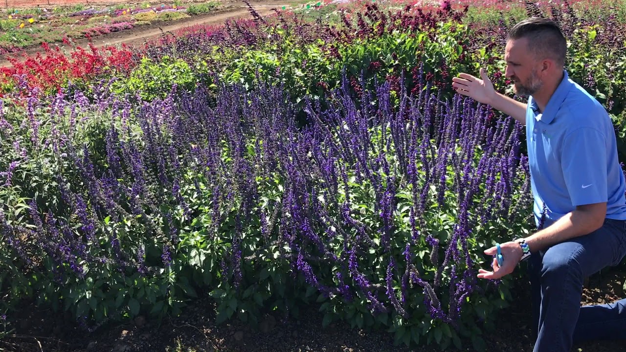 Trial Peeks - Salvia Mystic Spires Improved