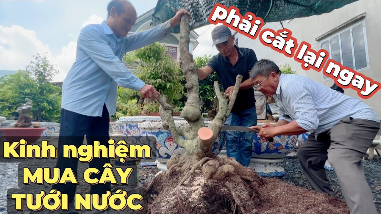 A Út Đực quyết trồng cắt lại cây phôi mai vàng mới VIP nhất đẹp độc lạ kinh nghiệm mua cây tưới nước
