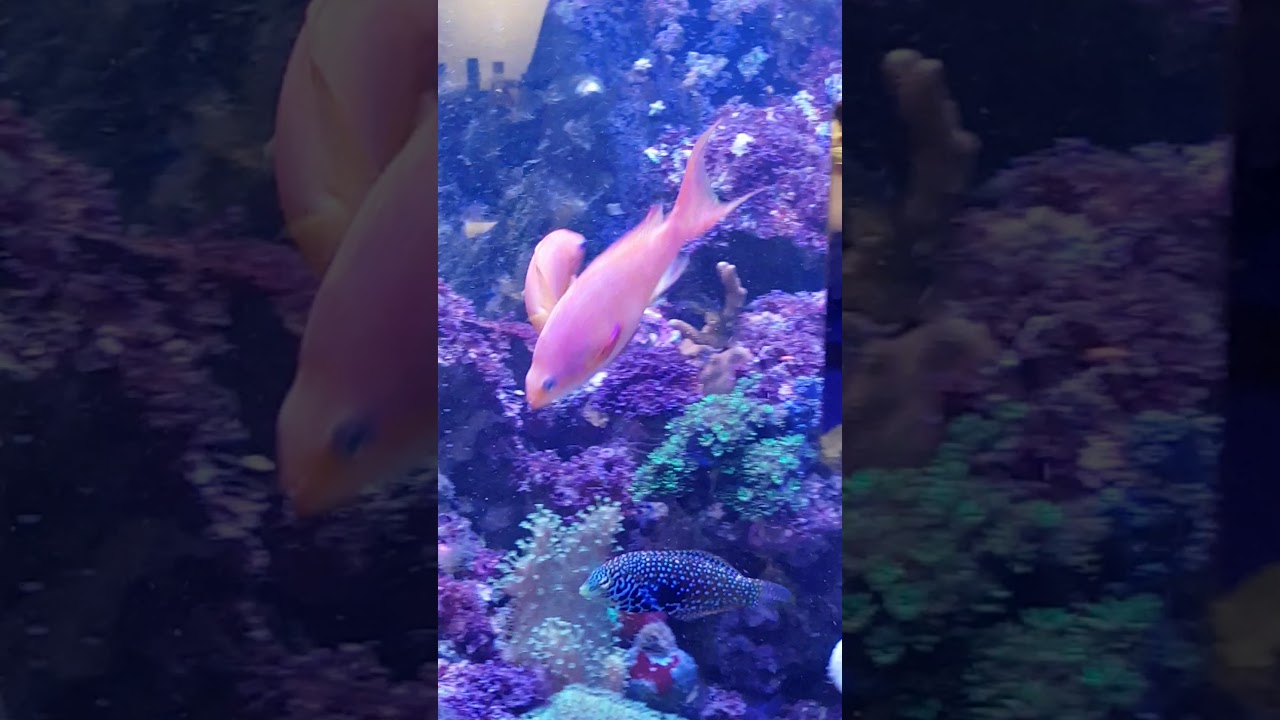 Pseudojuloides severnsi, royal pencil wrasse, flashing