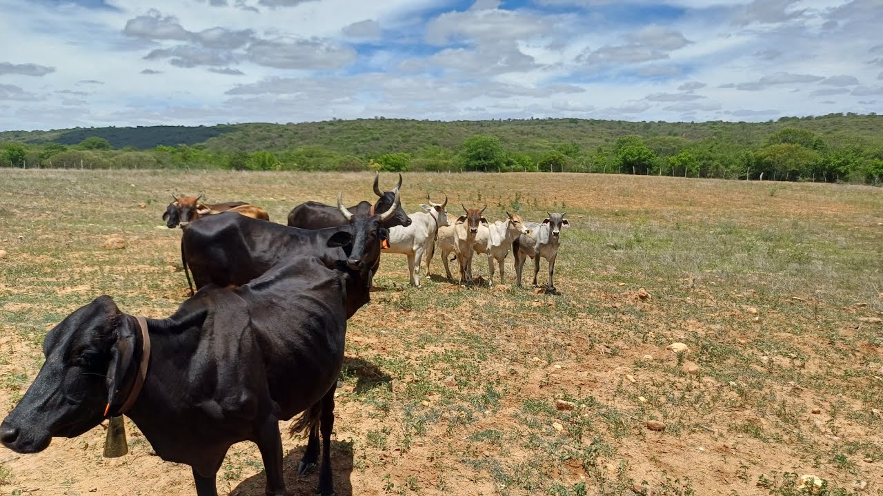 Vendo  essa maravilha de sítio 19 hectares grande oportunidade 8799102 3154/ 27 998799958 