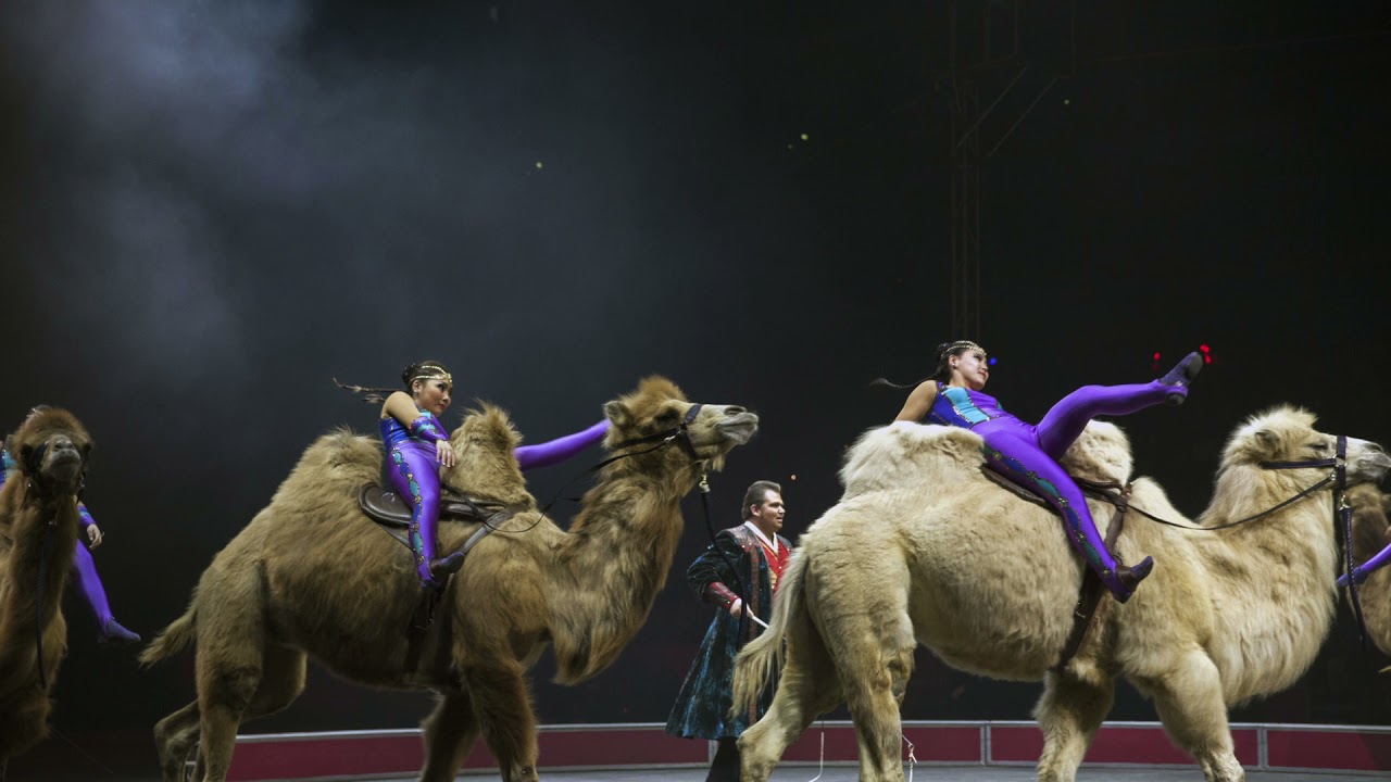 Música de circo camellos