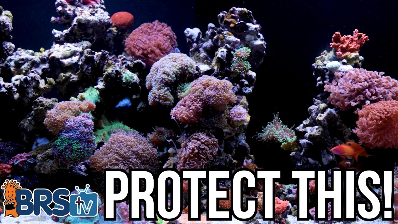 10 Ways the Neptune Apex Makes Reefkeeping WAY Easier