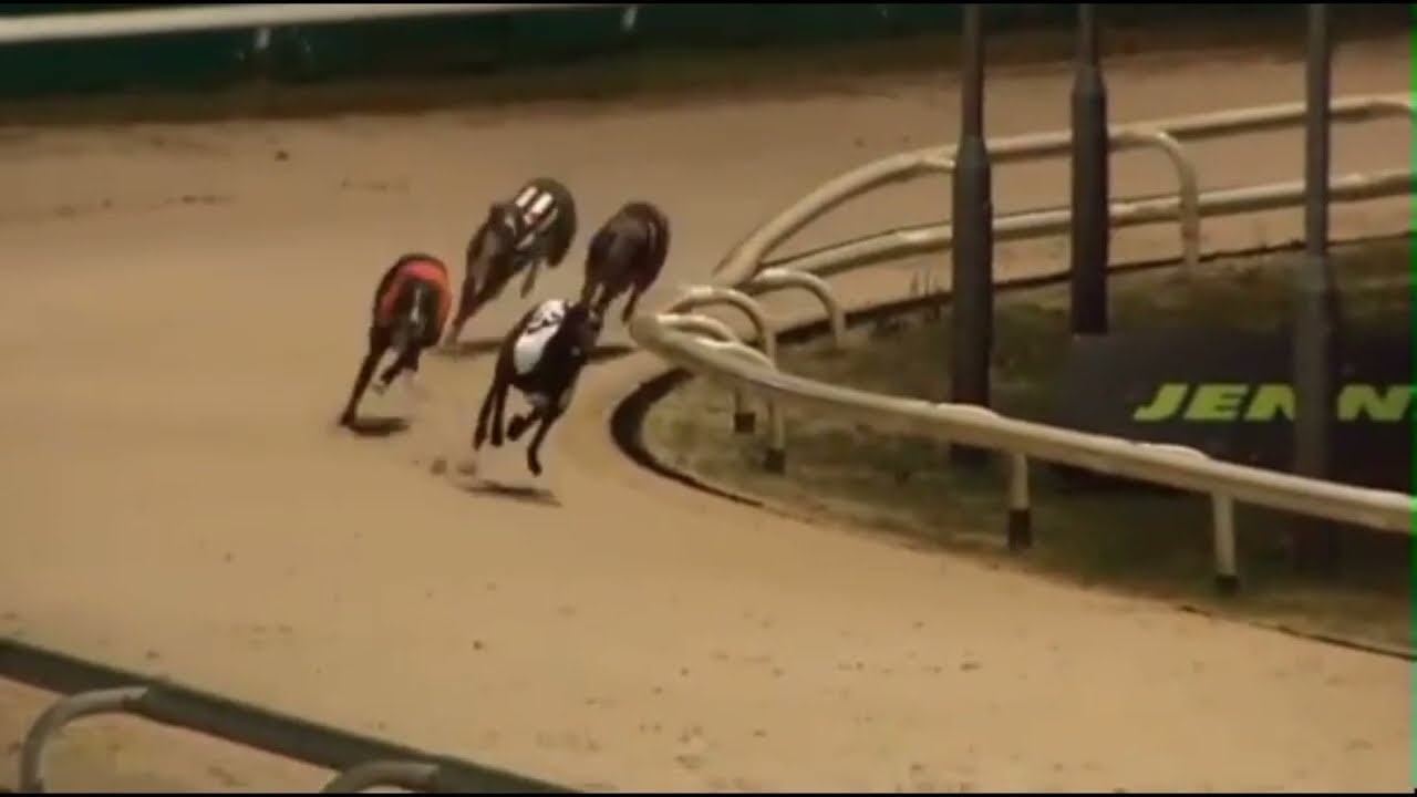 Ian Brindle Newcastle greyhounds 12/02/2026 Sole Focus