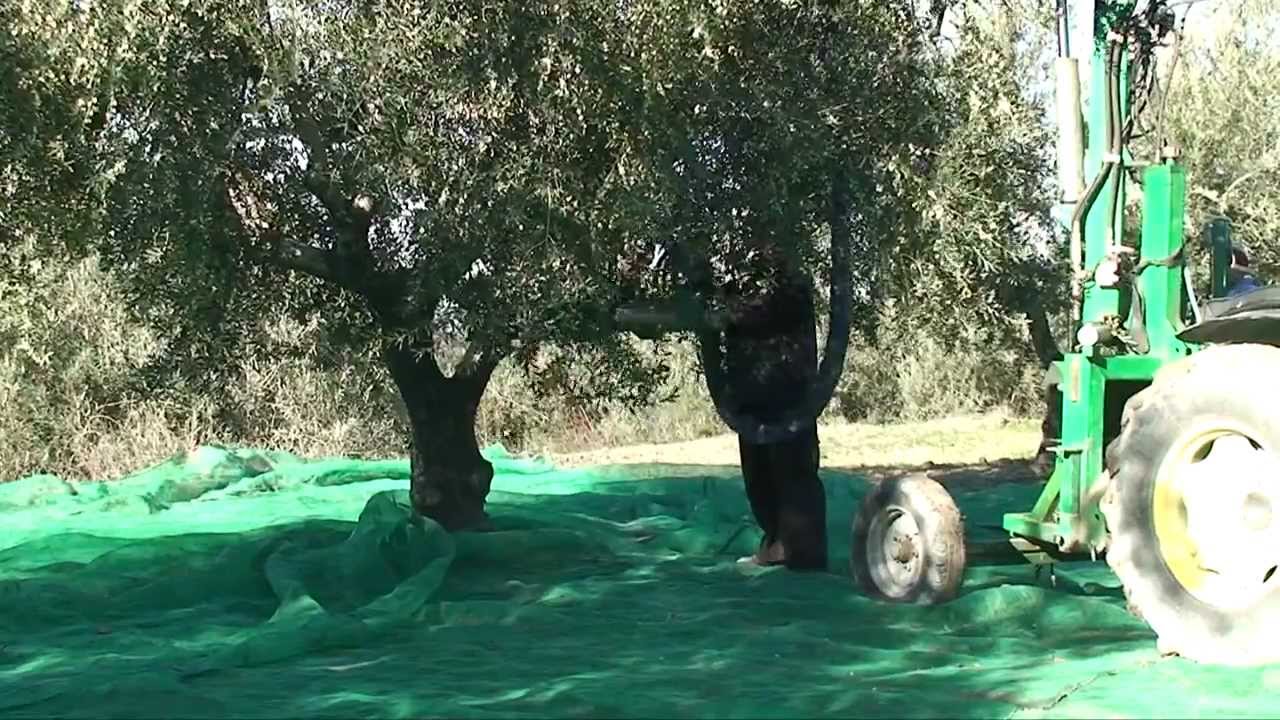 Oli d'oliva verge extra ecol&ograve;gic