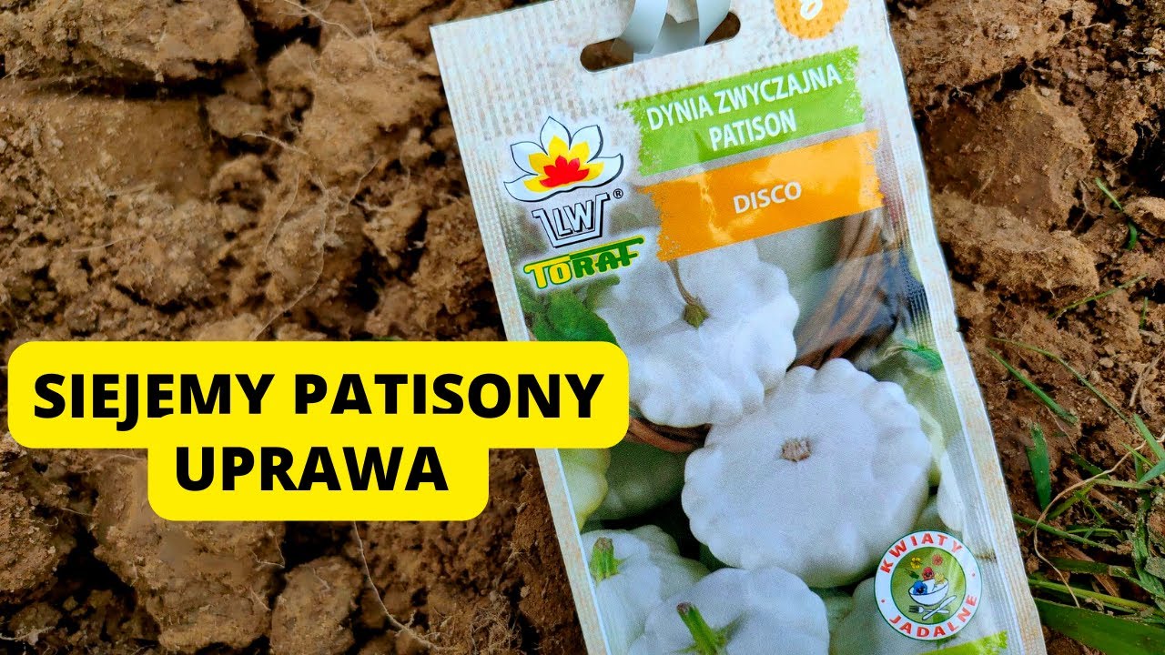 Jak siać patisony wprost do gruntu. Kiedy siać patisony. Uprawa patisonów. Dynia zwyczajna patison
