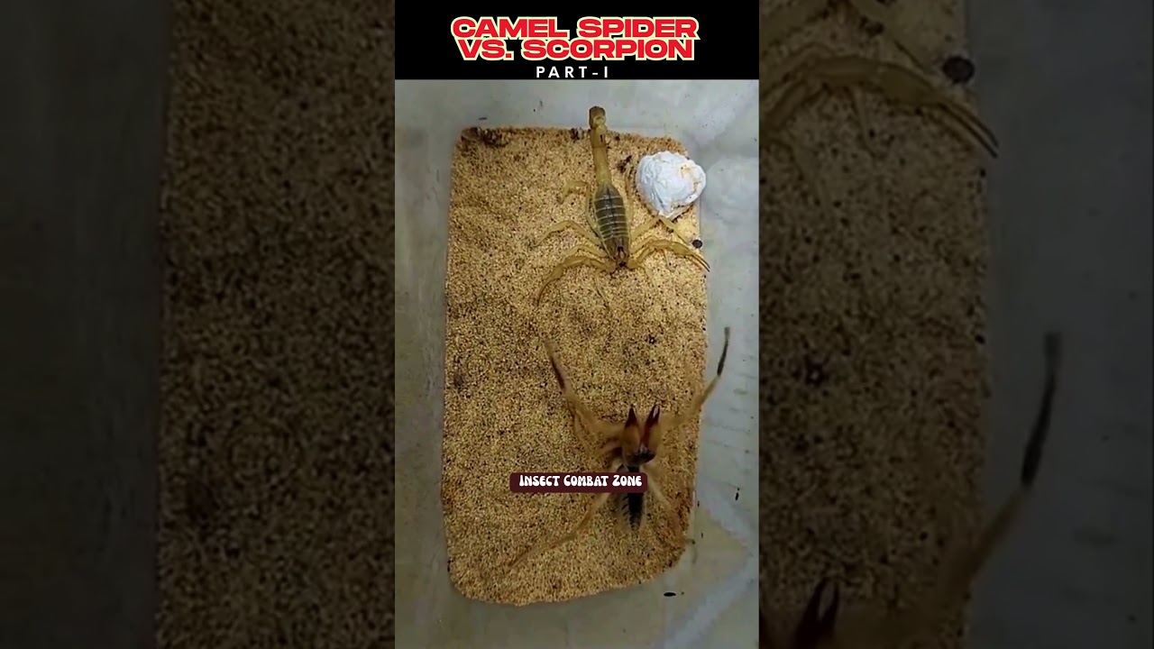 Camel Spider Vs Scorpion | Epic Battle! PART-I