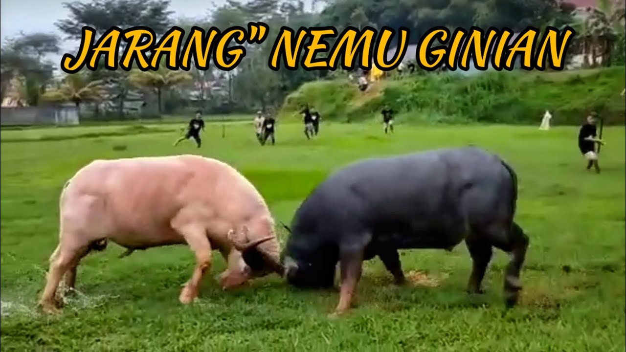 Pertarungan Sengit Kerbau Putih vs Kerbau Hitam / Tedong Silaga Toraja / Buffalo Fight / chọi tr&acirc;u