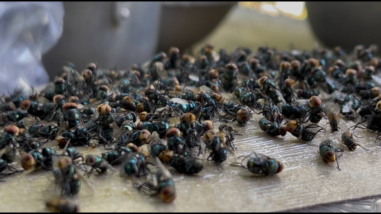 How to Catch Flies Fast Easy, Best Way to Catch Flies at Home, Catching Hundreds of Flies