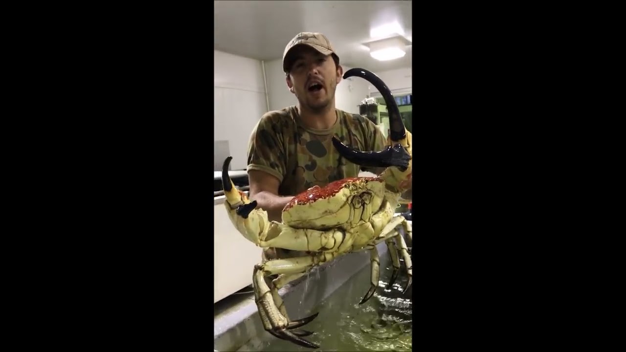 AVUSTRALYA | KRAL YENGEÇ VE KEREVİT Mİ? ISTAKOZ MU? BURADA CRAYFİSH DİYORLAR