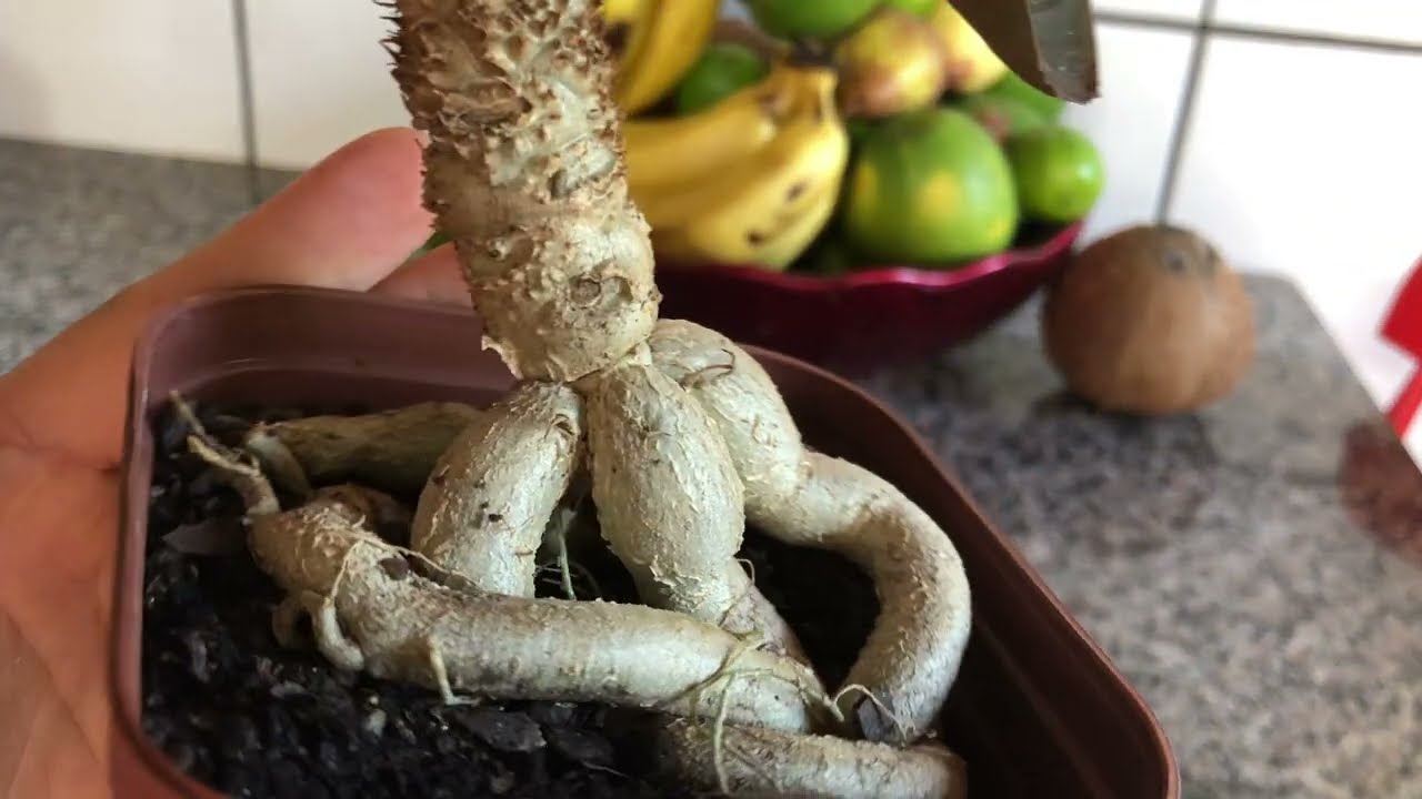 Novidade no mundo das plantas euphorbia francoisii