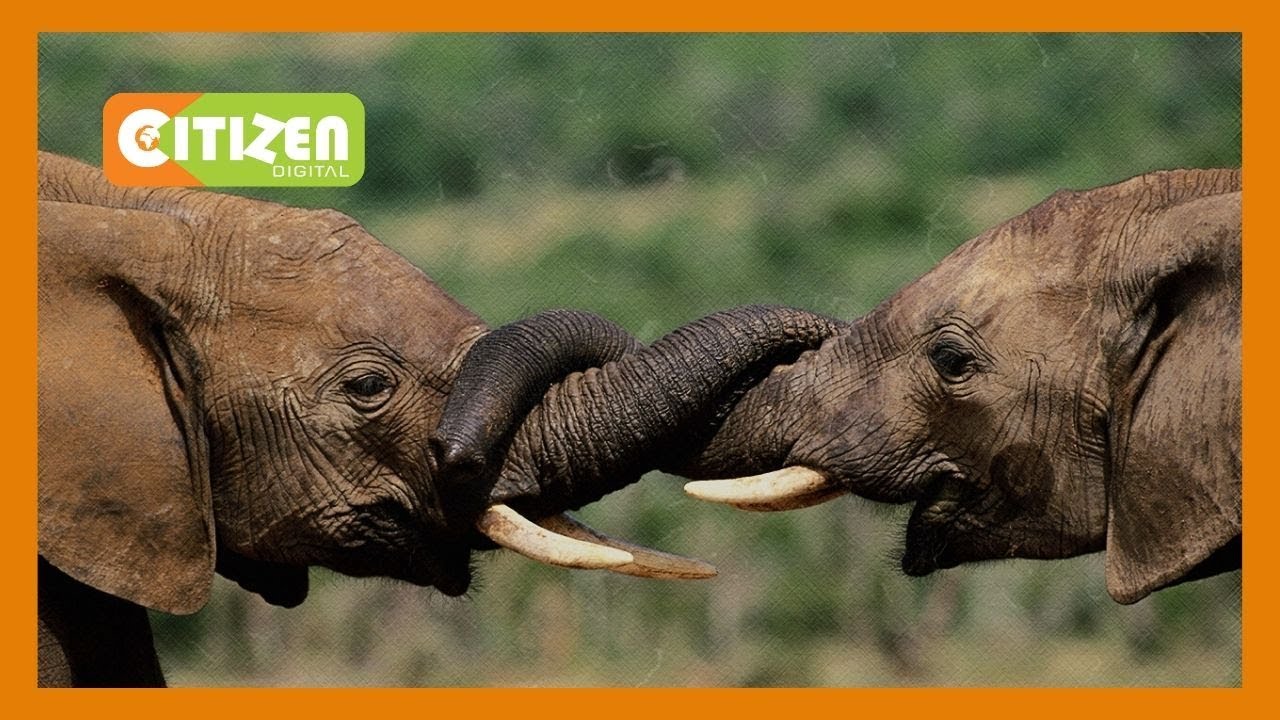 | TEKNOLOJIA YA LEWA | Mbuga ya Lewa imekuwa ikiweka mikakati kulinda wanyama pori