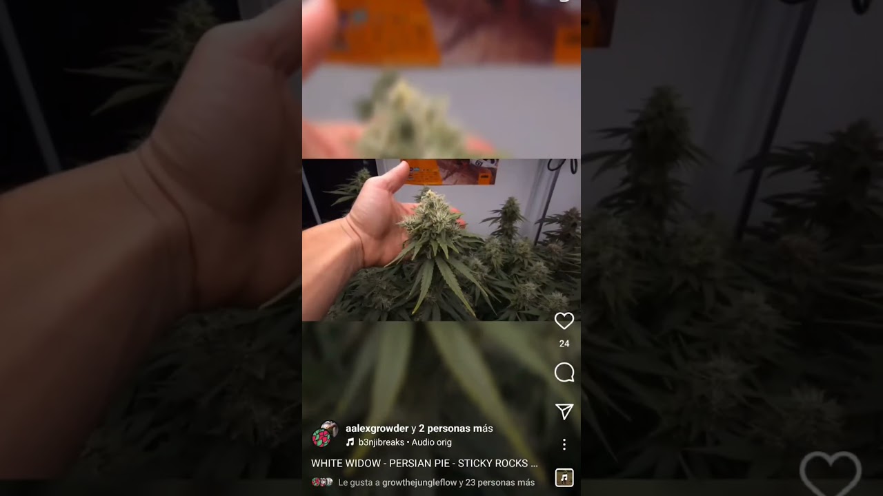 WHITE WIDOW 11 SEMANAS TOTALES 🔥🌱 CULTIVO INTERIOR en COCO con @PlagronOfficial #cannabiseducation