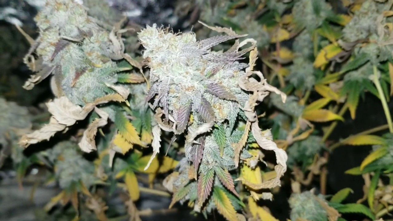 Indoor Cannabis Grow:Week 10 Harvest Time Using The Mars Hydro Ts 600w Grow Light