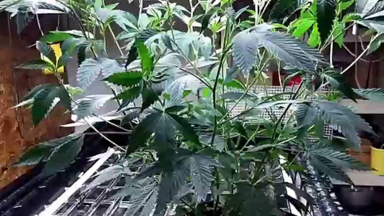 2015 Michigan Cannabis Cup Entry DNA Genetics Holy Grail Kush