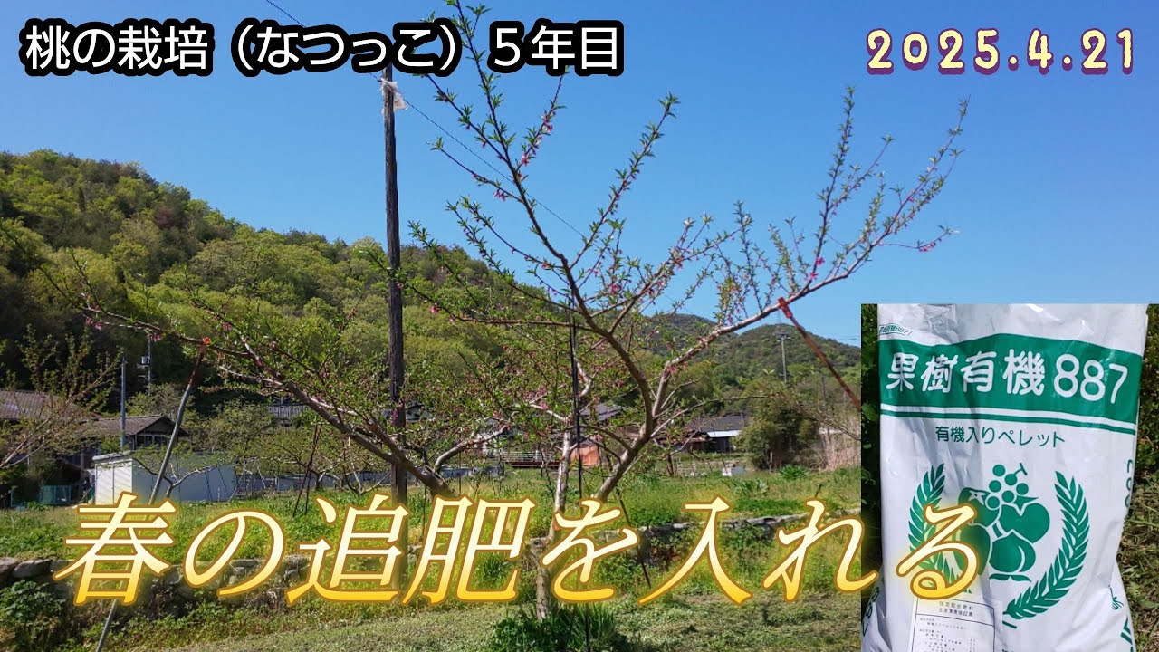 桃の栽培（28）春の追肥（施肥量など）と満開後2週間経過した現在の様子