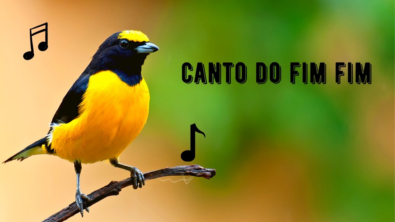 Canto do Fim Fim | Purple-throated Euphonia Singing | Euphonia Chlorotica