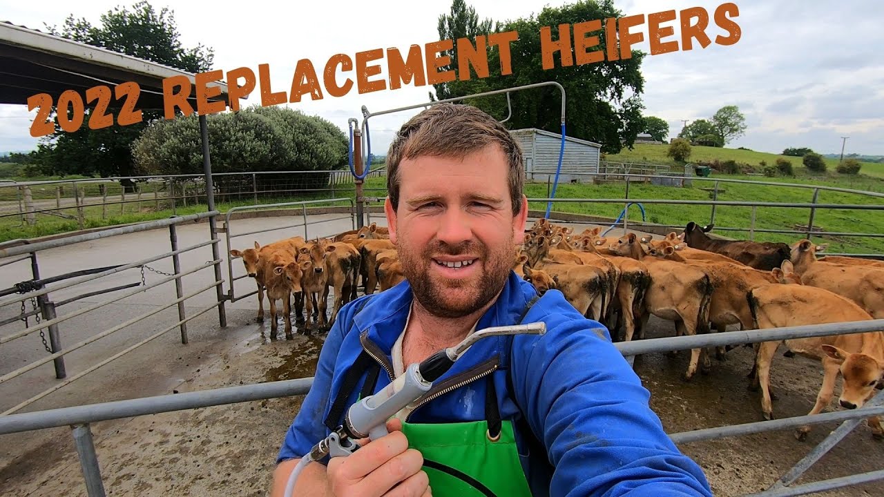 PUREBRED JERSEY Calves. Time for a DRENCH