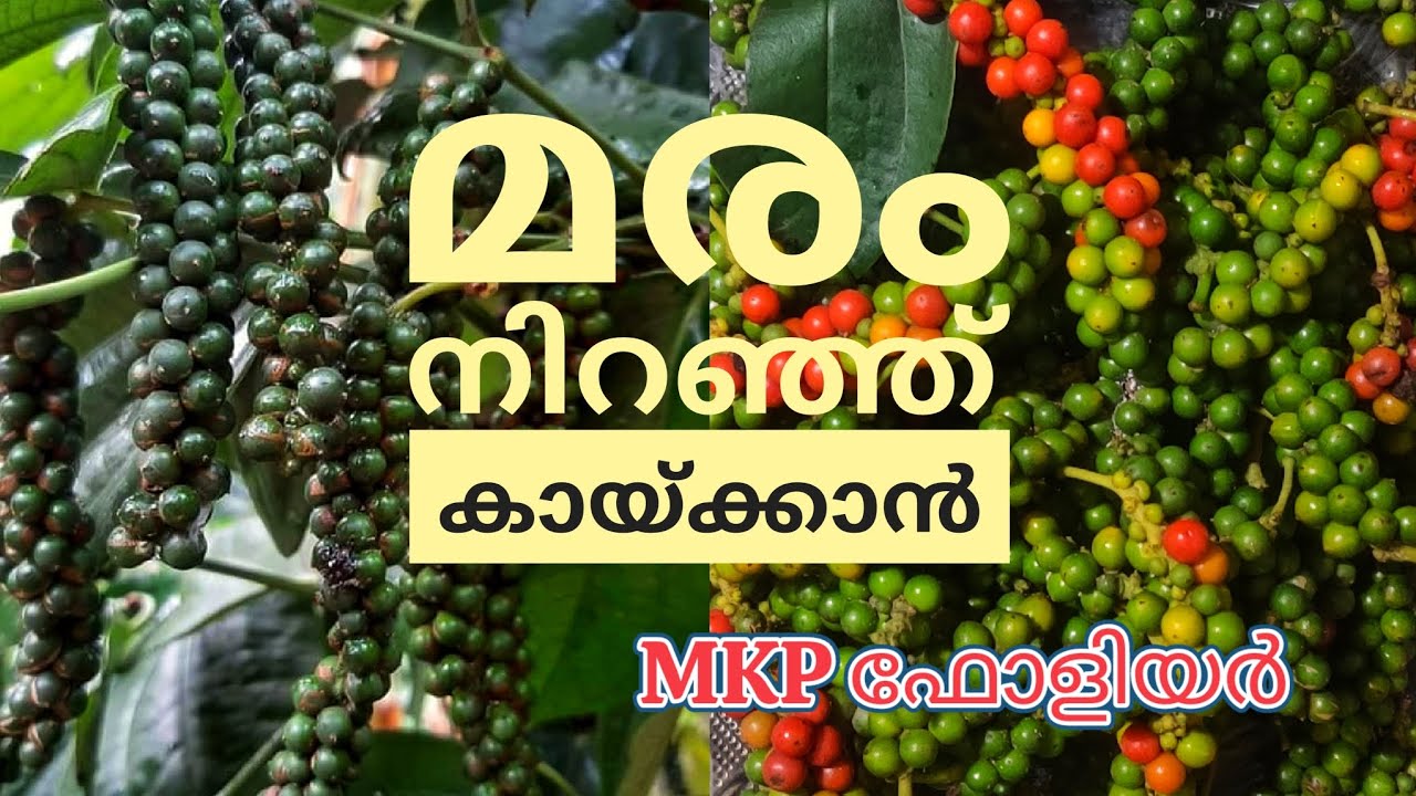 കുരുമുളക് ഇല കാണാത്ത വിധം തിരിയിടാൻ MKP ഫോളിയർ വളം. MKP 0:52:34,for high Spiking