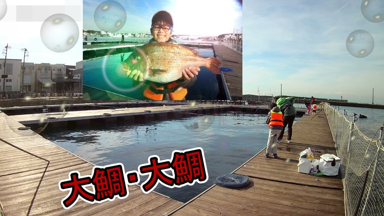【海上釣堀】J's Fishing 子供が1人で真鯛36匹シマアジ1匹を釣り上げた日【12月25】】