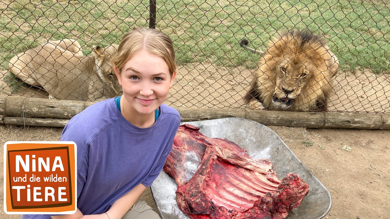 L&ouml;wenrudel gesucht | Reportage f&uuml;r Kinder | Nina und die wilden Tiere
