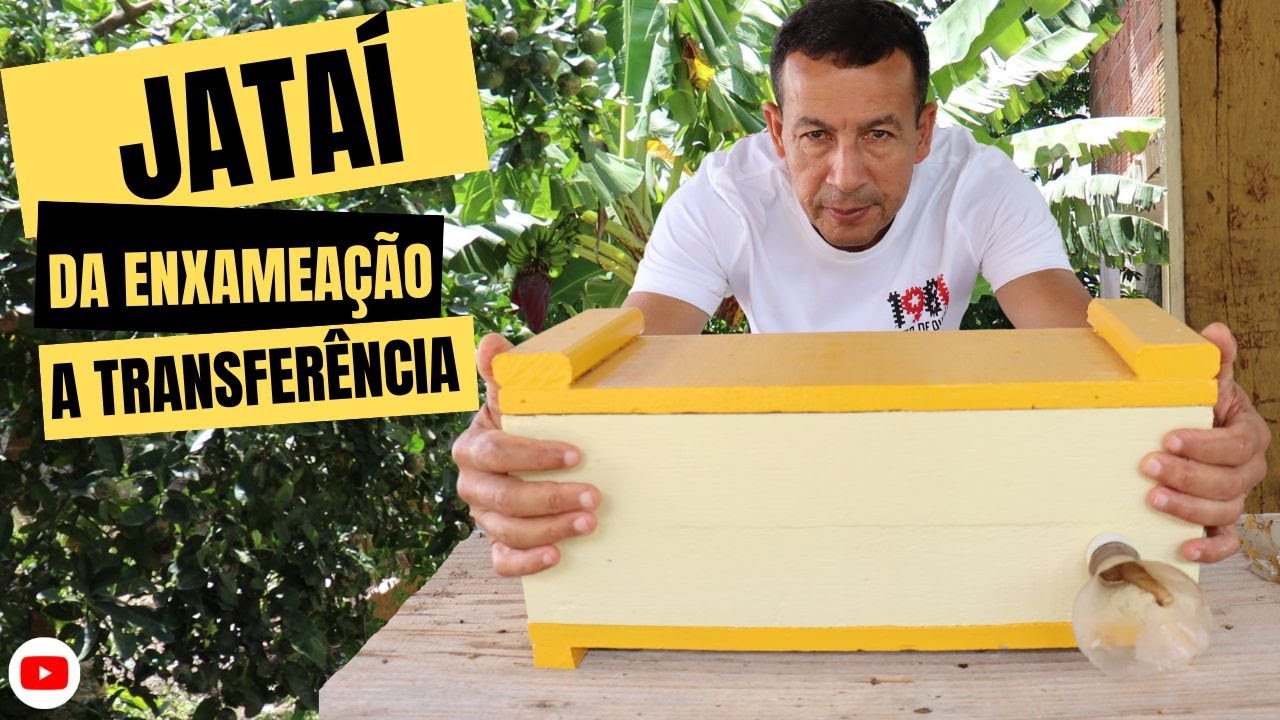 TODO O PROCESSO DE ENXAMEAÇÃO E TRANSFERÊNCIA DE JATAÍ