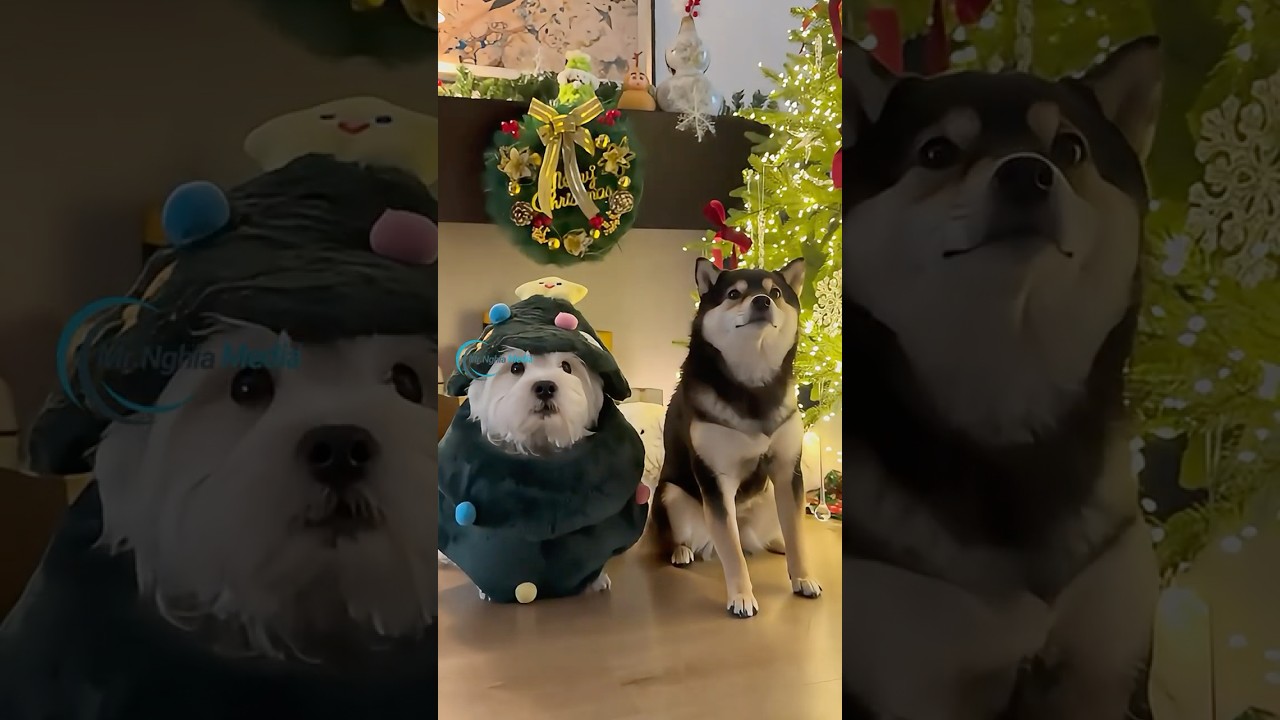 Pet Spa Skills for Christmas and New Year 2025: Pamper Your Furry Friends