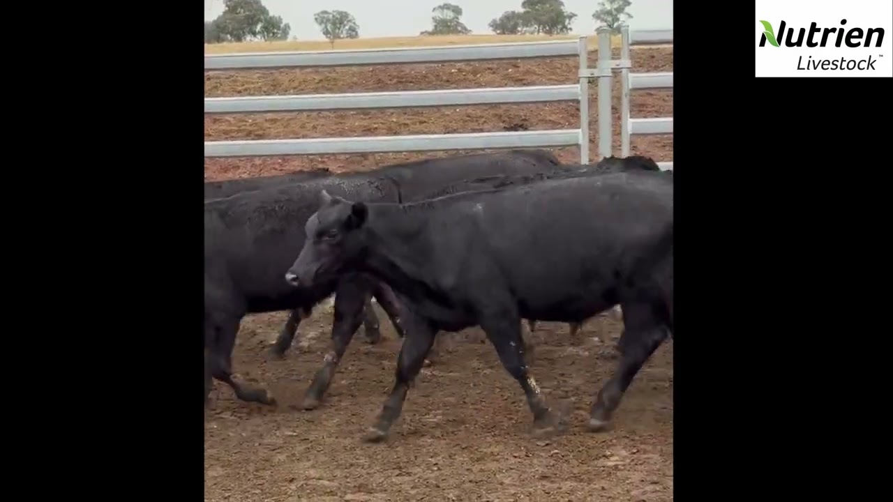 Hazeldean Pty Ltd - 40 Weaned Angus Steers