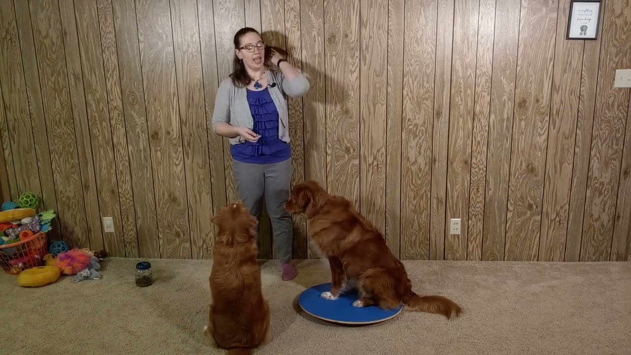 Dog Agility Wobble Board by The Dog Agility Shop®