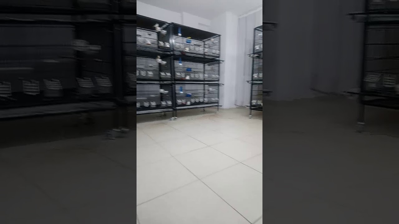 Huzur Mutasyon Saka Sesi dinlemektir.