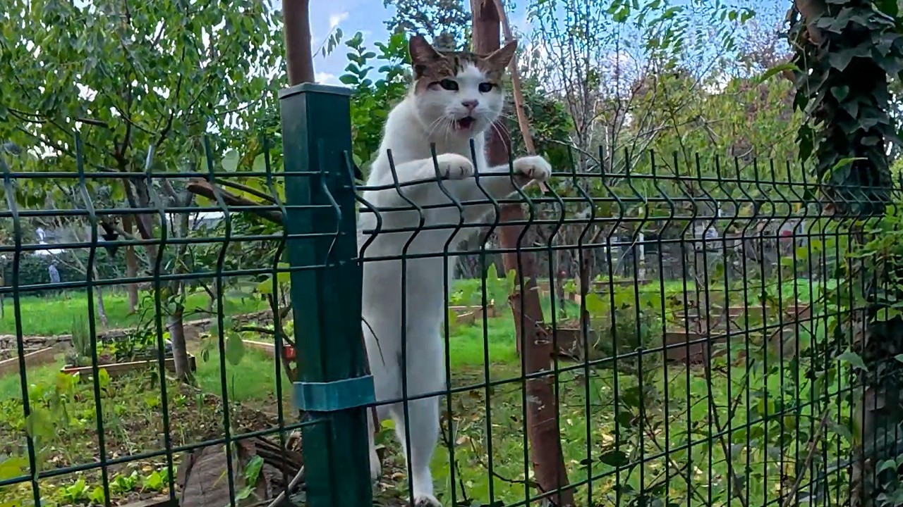 How a Stray Cat I&rsquo;ve Known for 6 Years Greets Me Every Time