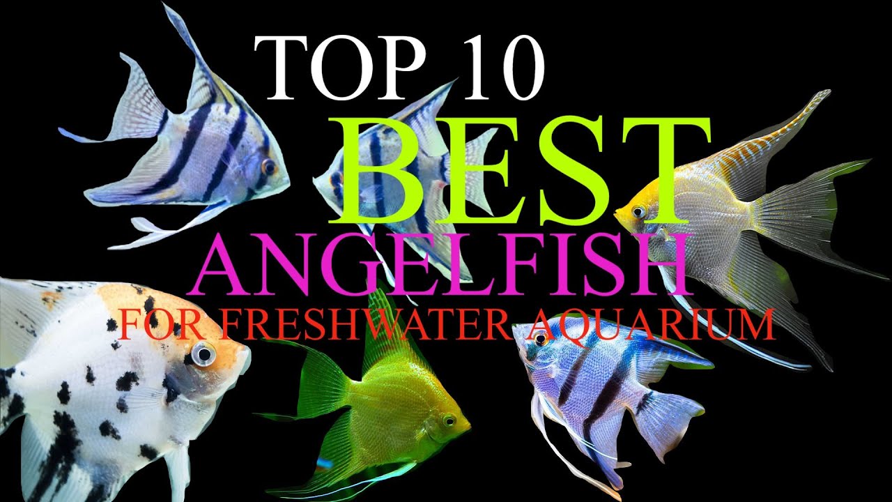TOP 10 Most Beautiful Angelfish for Freshwater Aquariums