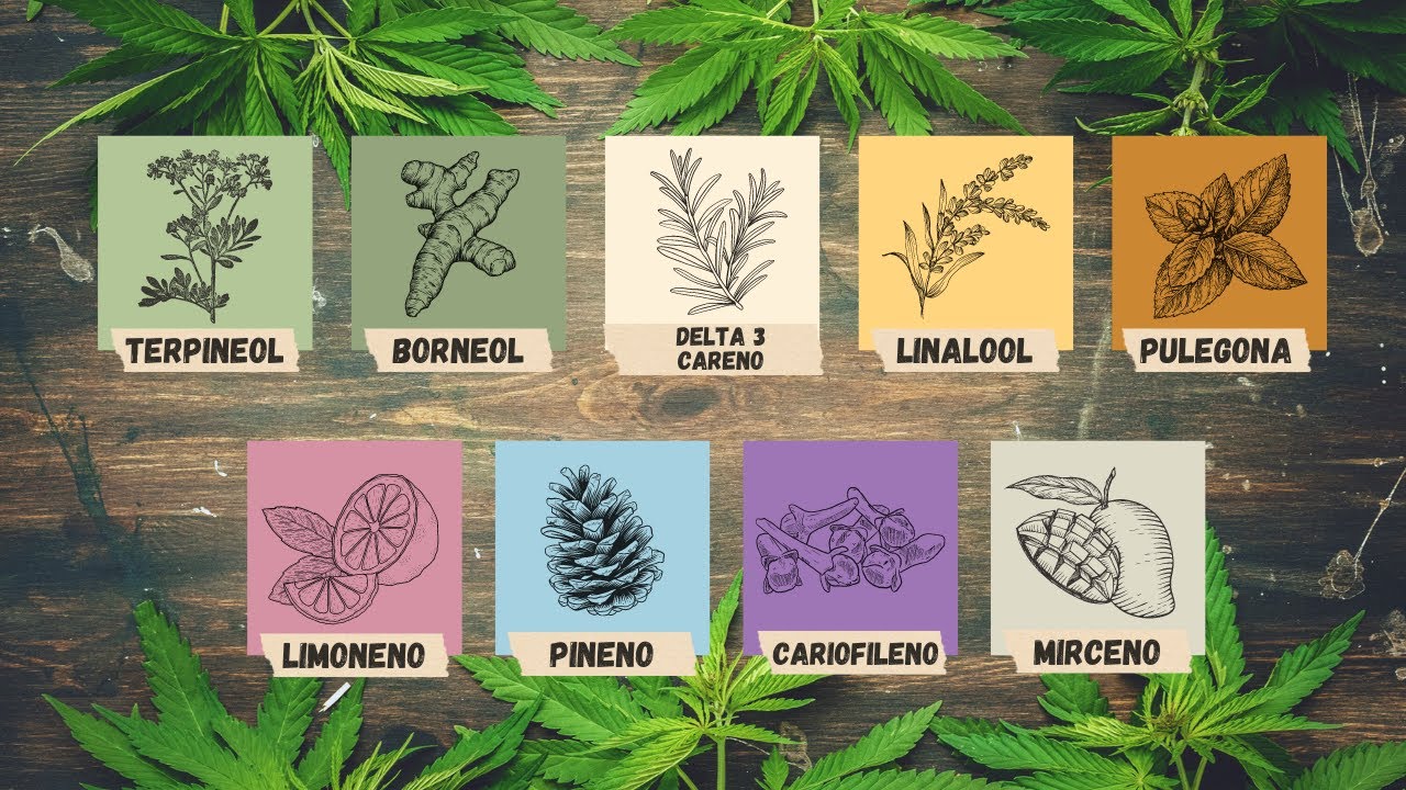 &iquest;Qu&eacute; son los terpenos? (Explicado desde la ciencia)