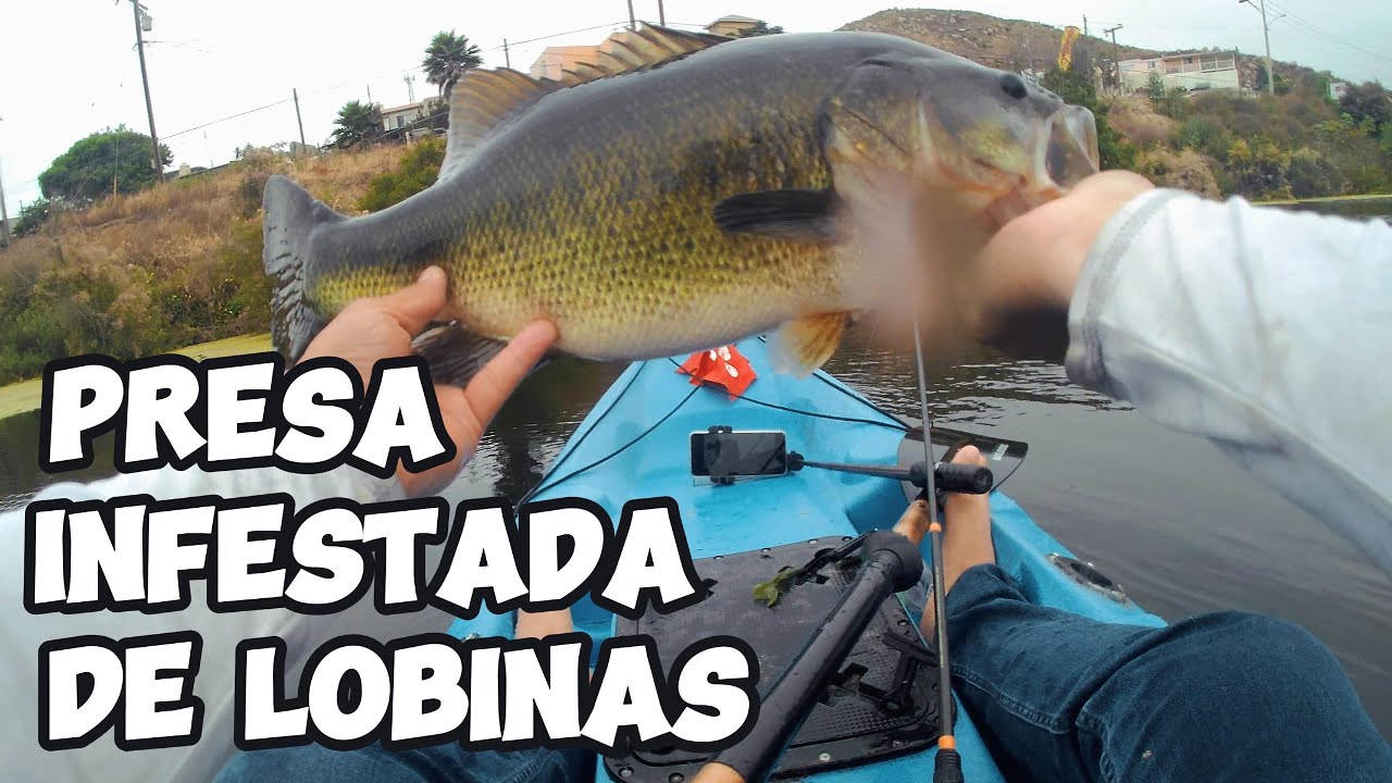 Presa Infestada de Lobinas - Ensenada, Baja California!!!